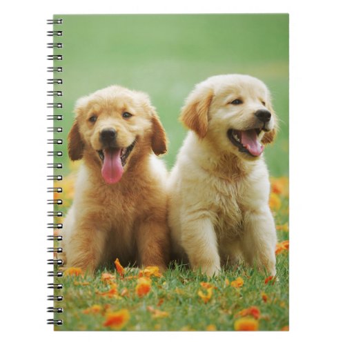 Golden Retriever cute puppy dog photo notebook