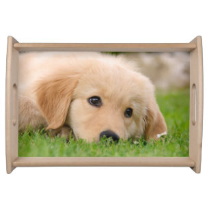 Golden Retriever Cute Puppy Dreaming Animal Photo Serving Tray