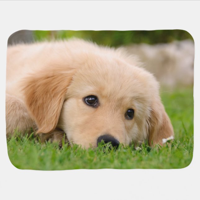 Golden Retriever Cute Puppy Dreaming, Baby Receiving Blanket (Horizontal)