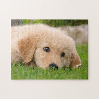 Golden Retriever Cute Puppy Dreaming  Game 11x14 Jigsaw Puzzle by Kathom_Photo at Zazzle