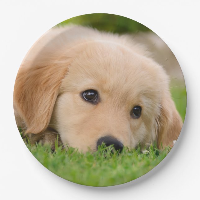 Golden Retriever Cute Puppy Dreaming, Party Paper Plates (Front)