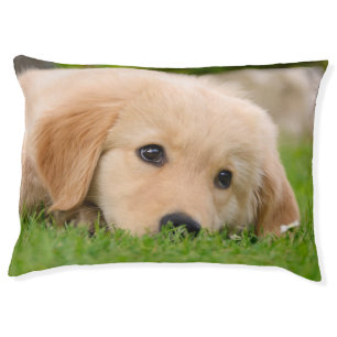 Golden Retriever Cute Puppy Dreaming Pet Fluffy Bed