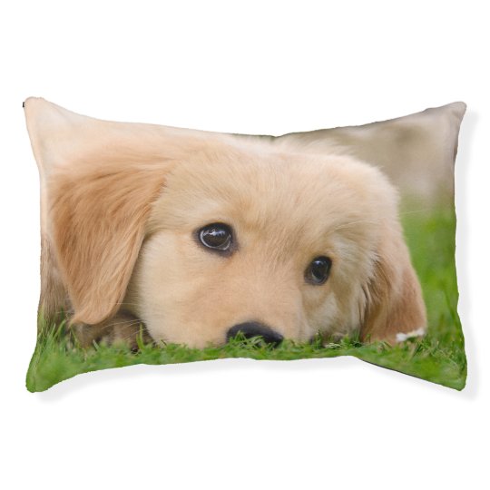 Golden Retriever Cute Puppy Dreaming Photo Fluffy Pet Bed Zazzle Com