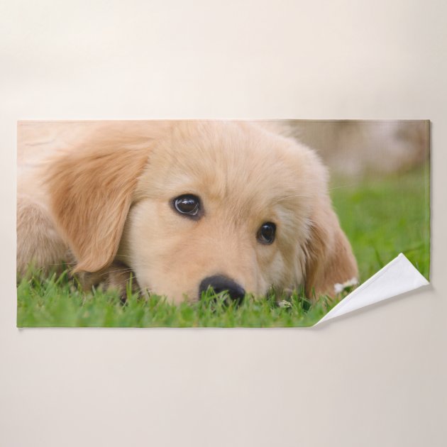 golden retriever puppy bath