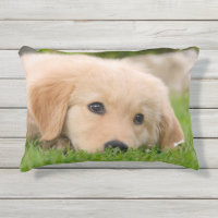 Golden Retriever Cute Puppy Dreams Dog Head Photo