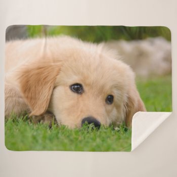 Golden Retriever Cute Puppy Dreams Dog Head Photo Sherpa Blanket by Kathom_Photo at Zazzle