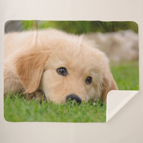 Golden Retriever Cute Puppy Dreams Dog Head Photo Sherpa Blanket