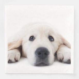 Golden retriever cute puppy lying down paper dinner napkins
