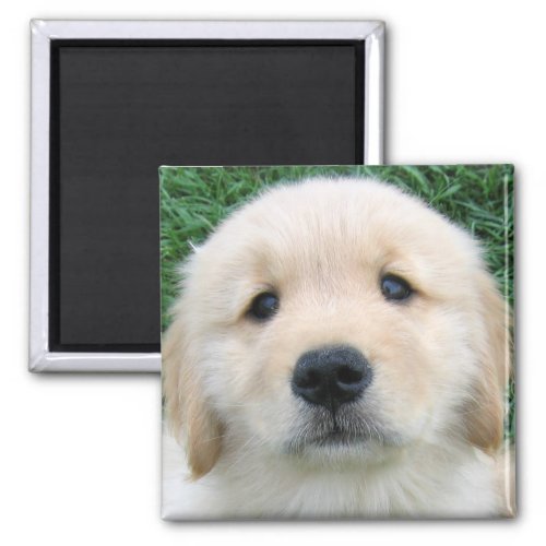 Golden Retriever Cute Puppy Magnet