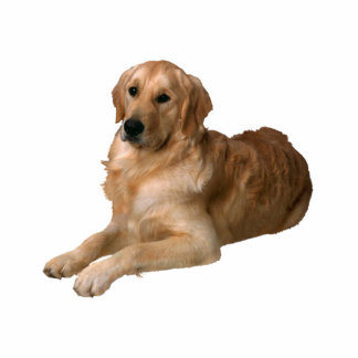 Golden Retriever Cutout