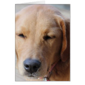 Golden Retriever Dog #2 (Front)