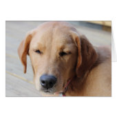 Golden Retriever Dog #2 (Front Horizontal)