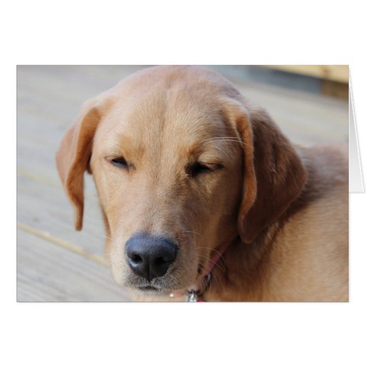 Golden Retriever Dog #2 (Front Horizontal)