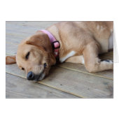 Golden Retriever Dog #3 (Front Horizontal)