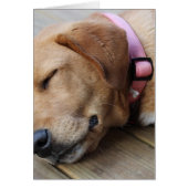 Golden Retriever Dog #4 (Front)