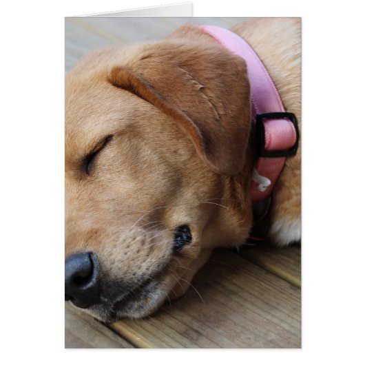 Golden Retriever Dog #4 (Front)