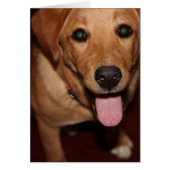 Golden Retriever Dog #5 (Front)