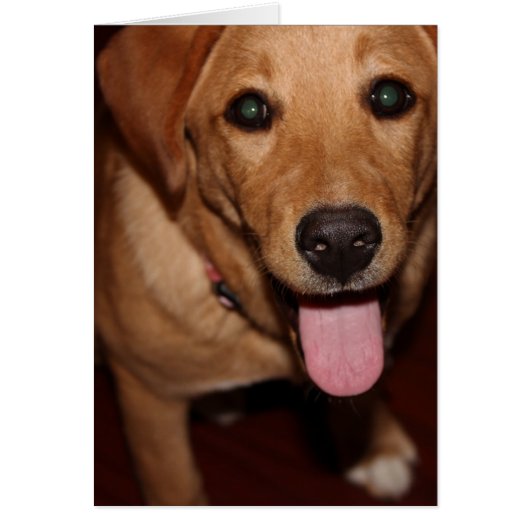 Golden Retriever Dog #5 (Front)