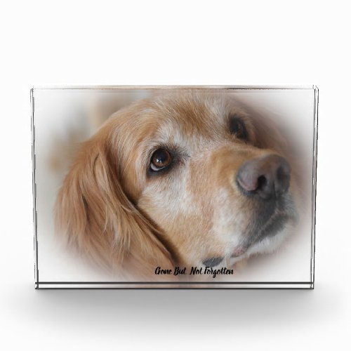 Golden Retriever Dog Acrylic Award