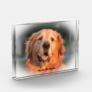 Golden Retriever Dog Acrylic Award