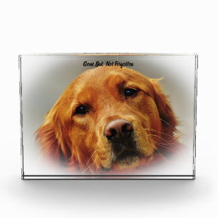 Golden Retriever Dog Acrylic Award