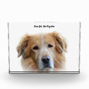 Golden Retriever Dog Acrylic Award