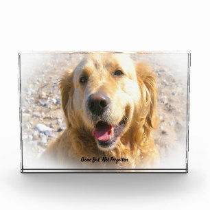 Golden Retriever Dog Acrylic Award