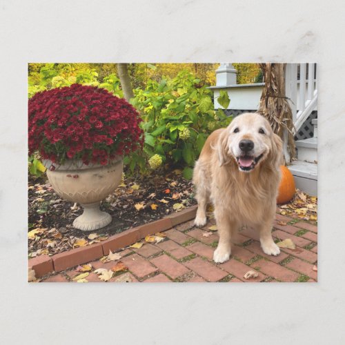 Golden Retriever Dog and Fall Scenery Thanksgiving Postcard