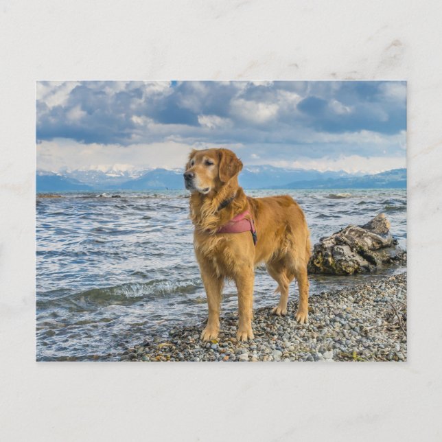 Golden Retriever Dog at Beach Blue Sky Photo Postcard (Front)