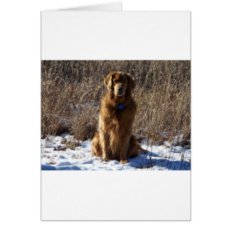Golden Retriever Dog Cards