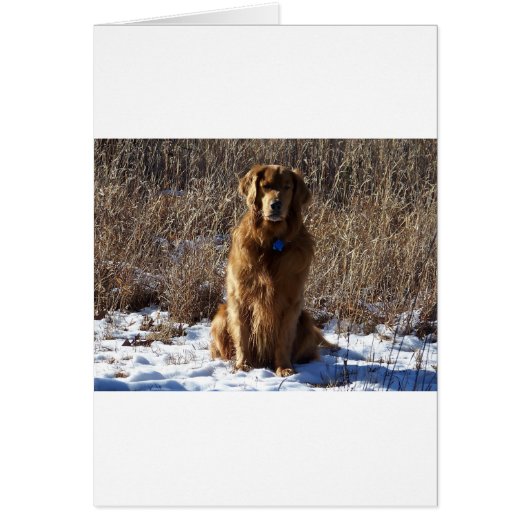 Golden Retriever Dog Cards (Front)