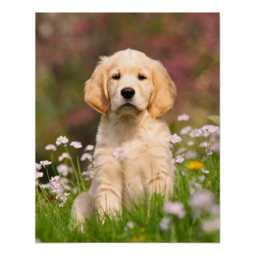 Golden Retriever Dog Cute Goldie Puppy Photo Poster