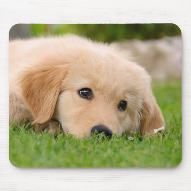 Golden Retriever Dog Cute Puppy Dreaming, Mouse Pad (Front)