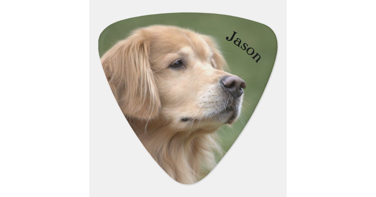 Golden Retriever Dog In Closeup Custom Name Guitar Pick Zazzle Com