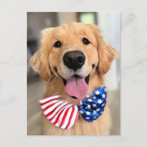 Golden Retriever Dog in Independence Day Bow Tie Postcard