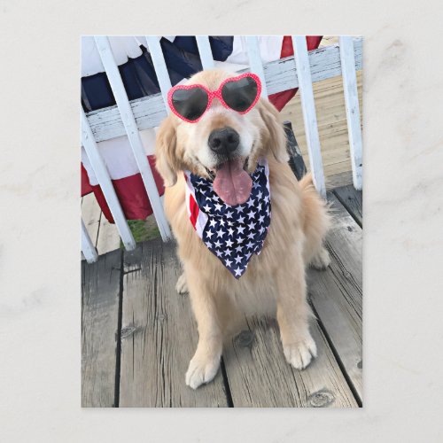 Golden Retriever Dog in Independence Day Glasses Postcard