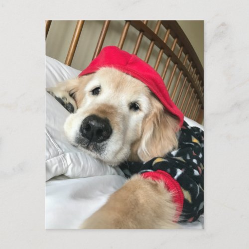 Golden Retriever Dog in Pajamas Get Well Postcard