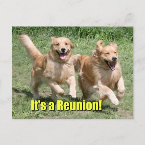 Golden Retriever Dog Its a Reunion Announcement Postcard