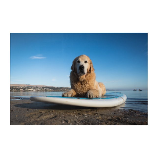 Golden Retriever Dog  Laying On A Paddle Board Acrylic Print (Front)