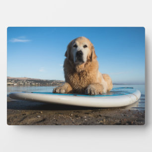 Golden Retriever Dog Laying On A Paddle Board Plaque