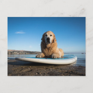 Golden Retriever Dog Laying On A Paddle Board Postcard