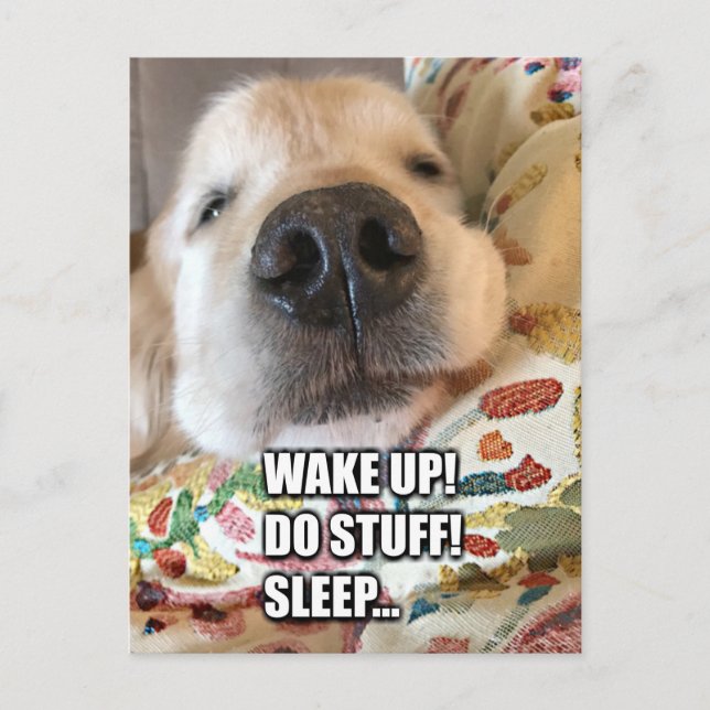 Golden Retriever Dog Motivational Meme Postcard (Front)