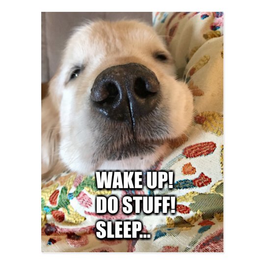 Golden Retriever Dog Motivational Meme Postcard Zazzle Com