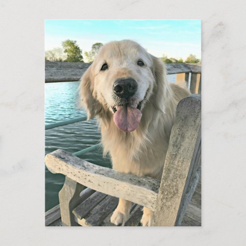 Golden Retriever Dog on a Dock Thinking of You Postcard