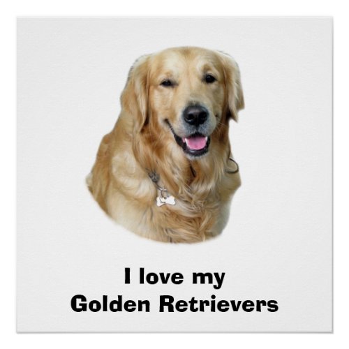 Golden Retriever dog photo portrait Poster