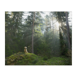 Golden Retriever Dog Pine Woodland Acrylic Print