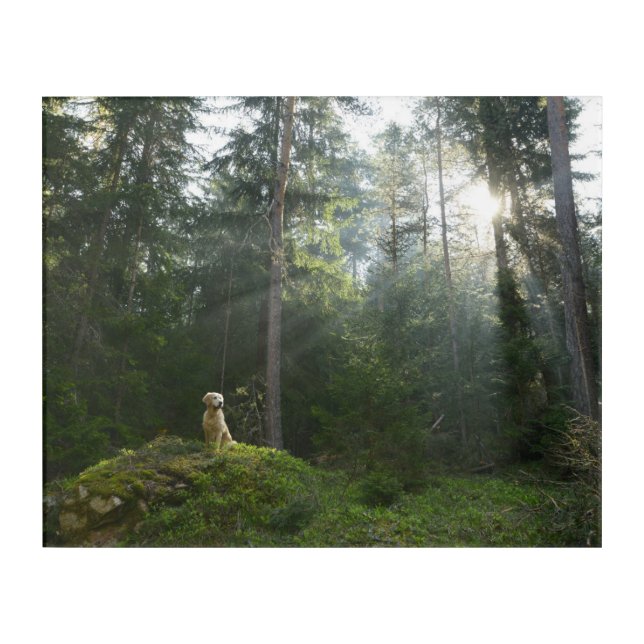 Golden Retriever Dog | Pine Woodland Acrylic Print (Front)