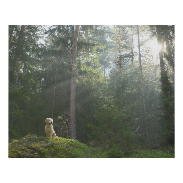 Golden Retriever Dog | Pine Woodland Faux Canvas Print (Front)