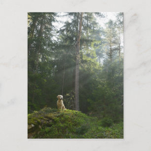 Golden Retriever Dog Pine Woodland Postcard