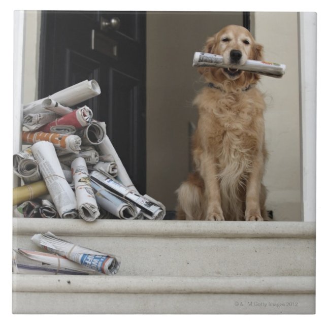 Golden retriever dog sitting at front door ceramic tile (Front)